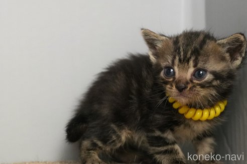 販売中の埼玉県のアメリカンショートヘア-118184の2枚目