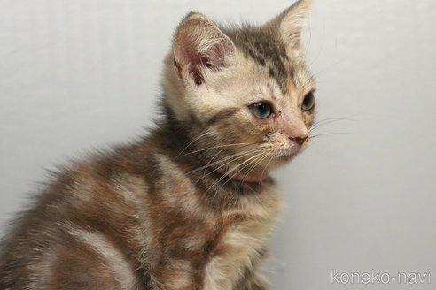 販売中の埼玉県のアメリカンショートヘア-112054の2枚目