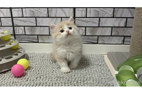 販売中の福岡県のマンチカン(短足)-119247の5枚目