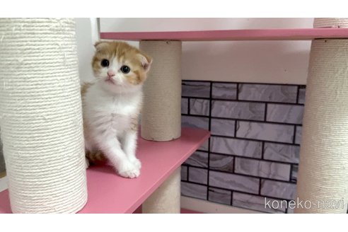 販売中の福岡県のマンチカン-119248の3枚目