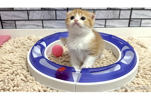 販売中の福岡県のマンチカン-119248の2枚目