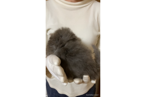 販売中の福岡県のノルウェージャンフォレストキャット-119250の9枚目