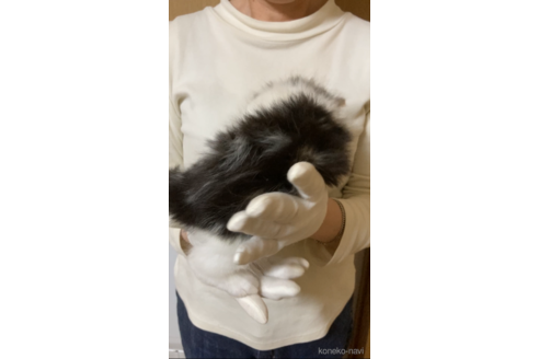 販売中の福岡県のノルウェージャンフォレストキャット-119251の7枚目