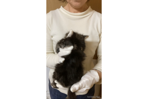 成約済の福岡県のノルウェージャンフォレストキャット-119253の9枚目