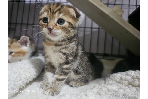 販売中の福岡県のマンチカン-119258の3枚目
