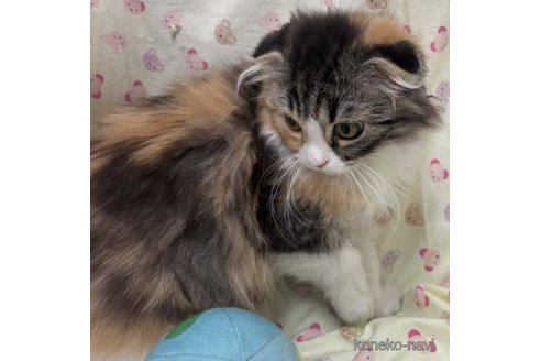 販売中の群馬県のスコティッシュフォールド(折れ耳)-119276の3枚目