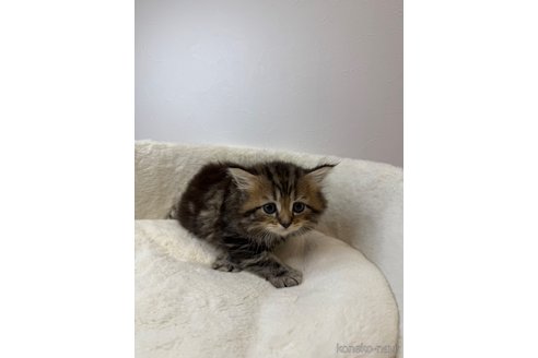 販売中の埼玉県のサイベリアン-119204の4枚目
