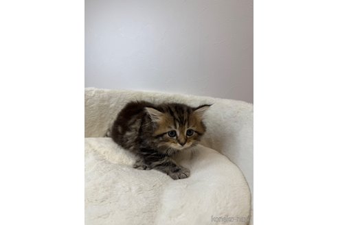 販売中の埼玉県のサイベリアン-119204の3枚目
