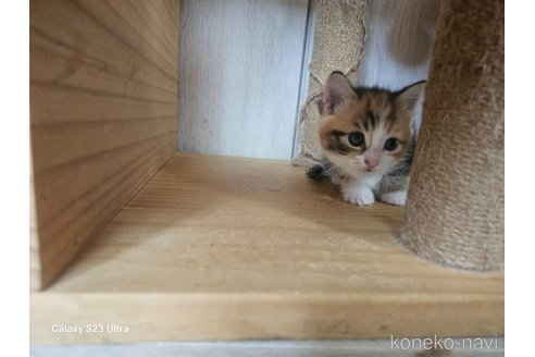販売中の福岡県のマンチカン(短足)-119284の6枚目