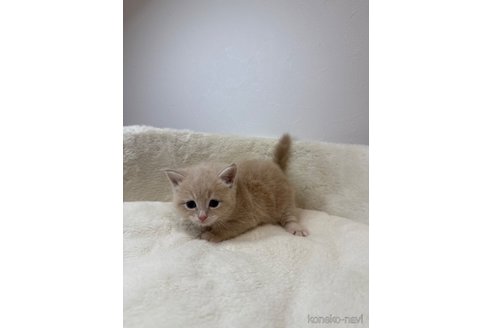販売中の埼玉県のマンチカン-119211の3枚目