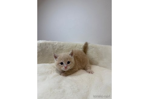 販売中の埼玉県のマンチカン-119211の4枚目