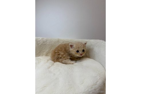 販売中の埼玉県のサイベリアン-119215の3枚目