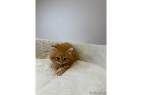 販売中の埼玉県のサイベリアン-119218の2枚目