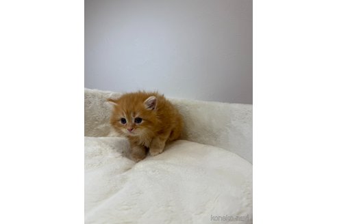 販売中の埼玉県のサイベリアン-119218の3枚目