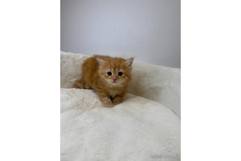 販売中の埼玉県のサイベリアン-119219の3枚目