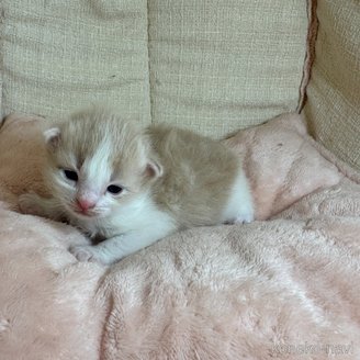 販売中の愛知県のサイベリアン-119304の4枚目