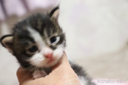 販売中の千葉県のメインクーン-119305の4枚目