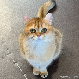 クリスティちゃん1枚目