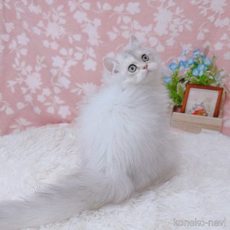 販売中の千葉県のブリティッシュロングヘア-119319の3枚目