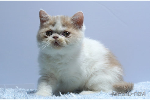 販売中の群馬県のエキゾチックショートヘア-116551