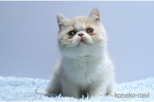 販売中の群馬県のエキゾチックショートヘア-116550の4枚目