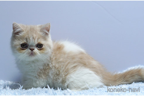 販売中の群馬県のエキゾチックショートヘア-116550の3枚目
