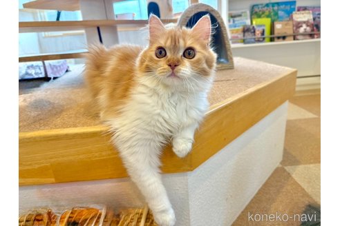 販売中の北海道のフォールデックス-102031の3枚目