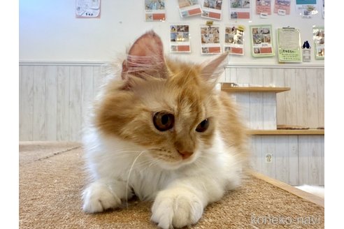 販売中の北海道のフォールデックス-102031の2枚目