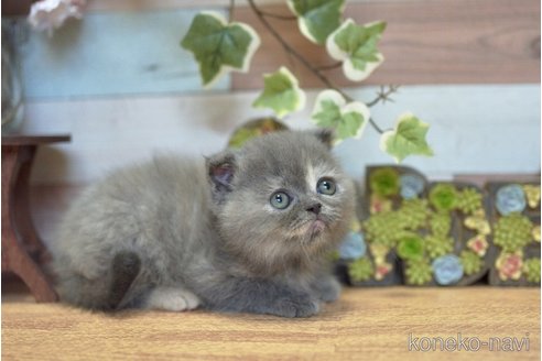 販売中の北海道のフォールデックス-115216の5枚目