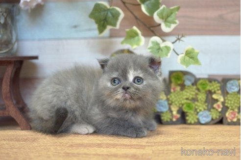 販売中の北海道のフォールデックス-115216の3枚目