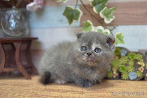 販売中の北海道のフォールデックス-115216の4枚目