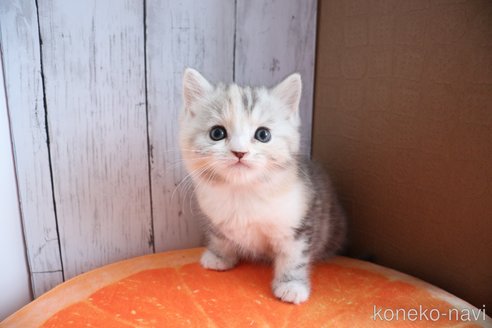 販売中の大阪府のマンチカン-118742の1枚目