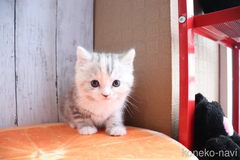販売中の大阪府のマンチカン-118742の3枚目