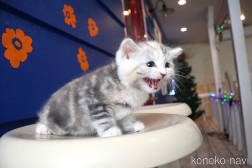 販売中の大阪府のマンチカン-118742の2枚目