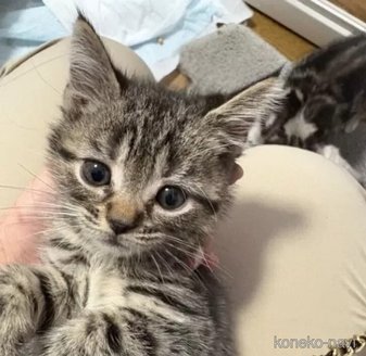 販売中の埼玉県のスコティッシュフォールド-119345の3枚目