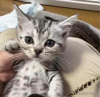 販売中の埼玉県のスコティッシュフォールド-119346の3枚目