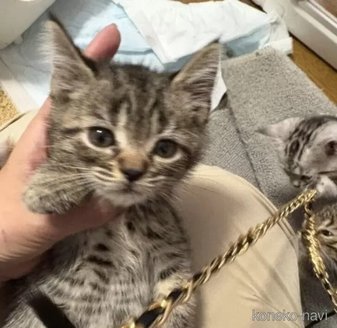 販売中の埼玉県のスコティッシュフォールド-119347の3枚目