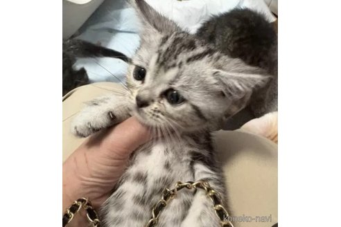 販売中の埼玉県のスコティッシュフォールド-119349の2枚目