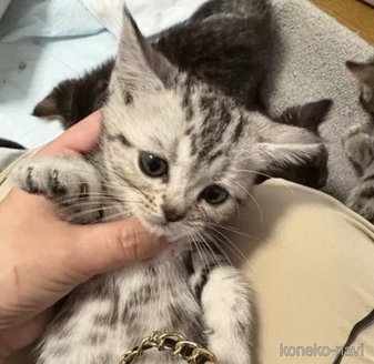 販売中の埼玉県のスコティッシュフォールド-119349の3枚目