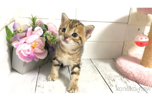 販売中の埼玉県のマンチカン-119356の6枚目