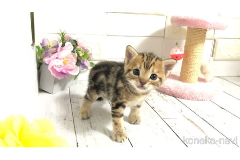 販売中の埼玉県のマンチカン-119356の5枚目