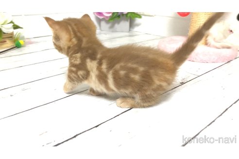 販売中の埼玉県のマンチカン(短足)-119357の5枚目