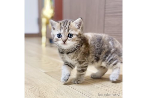 販売中の静岡県のブリティッシュショートヘア-119364の4枚目