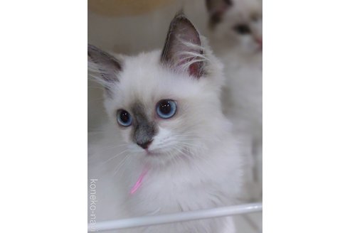 販売中の滋賀県のラグドール-115350の2枚目