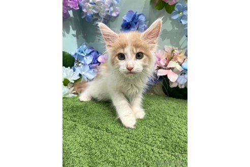 販売中の広島県のメインクーン-114328の1枚目