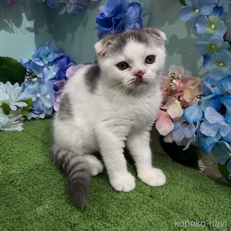 商談中の広島県のスコティッシュフォールド-113794の1枚目