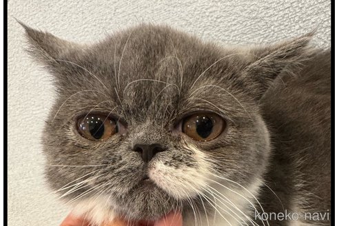 販売中の愛媛県のエキゾチックショートヘア-112488の3枚目