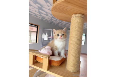 商談中の福岡県のスコティッシュフォールド-115987