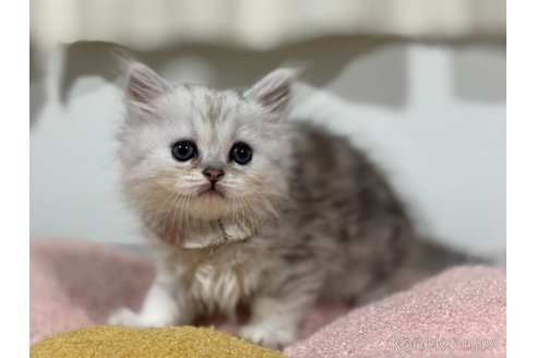 成約済の神奈川県のペルシャ-118739の2枚目