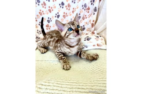 販売中の静岡県のベンガル-112804の9枚目